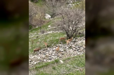 Elazığ’ın tarihi mahallesi Harput’ta dağ keçileri görüntülendi 