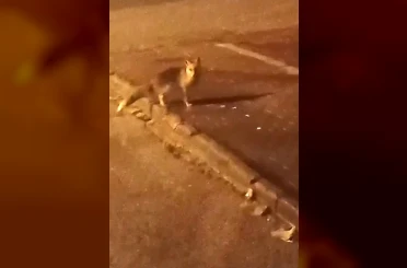 Elmadağ’da aç kalan tilkiler şehir merkezine indi 