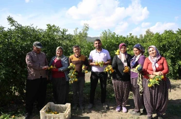 En ucuz meyve: Mandalina bahçede 8 TL’ye kadar düştü 