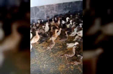 Enez’de ticarete konu edilen 257 yabani kanatlı kuş ele geçirildi 
