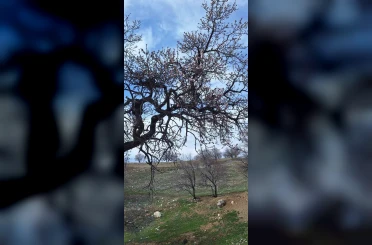 Ergani’de badem ağaçları erken çiçek açtı 