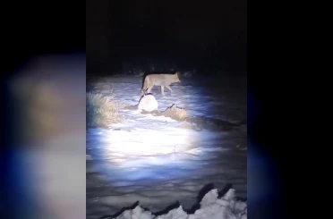 Erzincan’da aç kalan kurtlar köye indi 