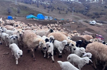 Erzincan’da baharın gelişiyle koyun-kuzu buluşmaları renkli görüntüler sundu 