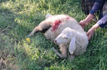 Erzincan’da başıboş sokak köpekleri 6 kuzuyu telef etti 
