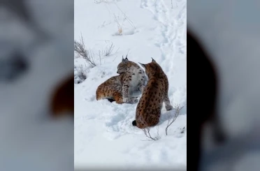 Erzincan’da iki vaşak görüntülendi 