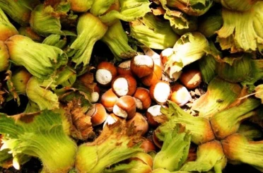 Erzincan’da ilk kez yetiştirdi,1 ton ürün bekliyor 