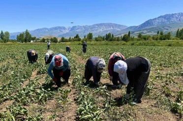 Erzincan’da kadın tarım işçileri kavurucu sıcakta pancar mesaisi yapıyor 