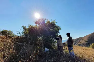 Erzincan’da kuşburnu, zorlu arazilerde toplanmaya başlandı
