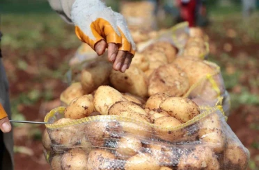 Erzincan’da patates hasadı başladı 