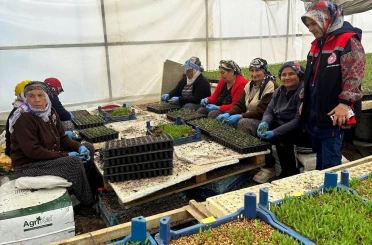 Erzincan’da seralarda fide denetimi sürüyor 