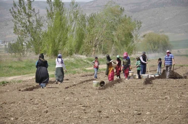 Erzincan’da tarımın görünmeyen kahramanları: Mevsimlik işçiler 