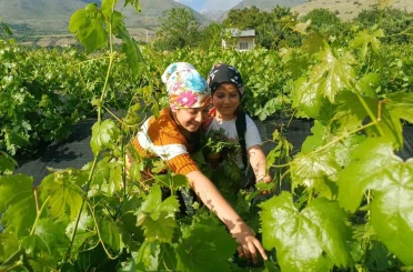 Erzincan’da üzümden önce yaprak hasadı başladı 