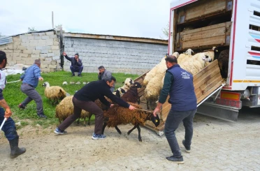 Erzincan’da yayla yolculuğu başladı, üreticiler hayvanları kamyonlara yüklemekte zorlandı 