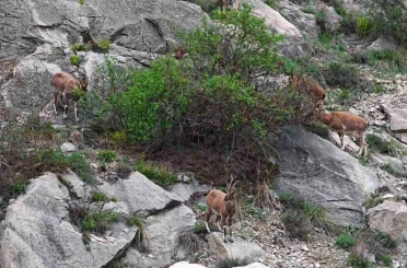Erzurum’da dağ keçileri ana yola indi 