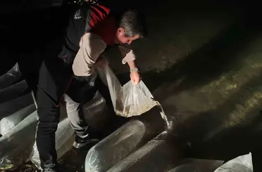 Erzurum’da iç sulara büyük dokunuş: 340 bin yavru sazan suyla buluştu
