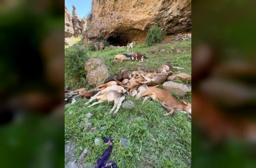 Erzurum’da kayalıklardan düşen 26 buzağı telef oldu 