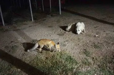 Eskişehir’de eve misafir olan tilki beslediler
