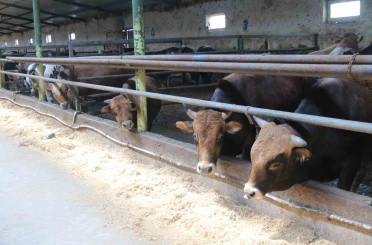 Eskişehir’de kurbanlıklar tükenmeye başladı 