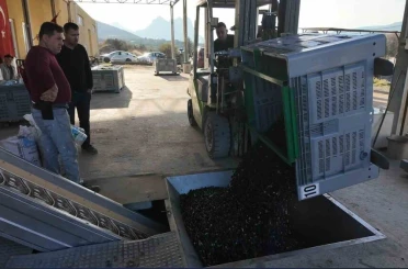 Eskişehir’in Akdeniz’inde zeytinyağının soğuk sıkım yolculuğu 