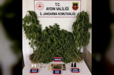 Ev ve bahçesinde kenevir yetiştiren şüpheli yakalandı 