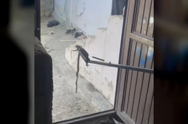 Eve giren yılan yakalanarak doğaya bırakıldı 