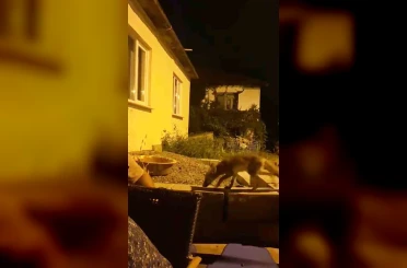Evinin önüne gelen tilkiyi elleriyle besliyor 