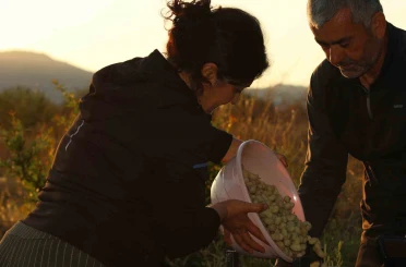 Evliya Çelebi’nin Seyahatnamesi’nde yer alan Ayaş dutunda hasat başladı 