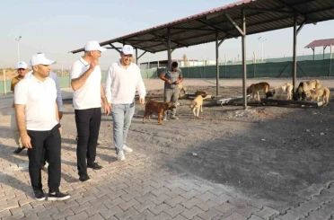 Eyyübiye, sokak hayvanları sorununu çözdü 