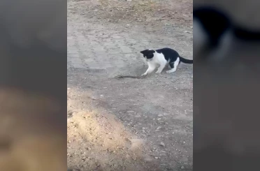 Fareyle oynar gibi yılanla oynadı, ağzıyla kapıp uzaklaştı 