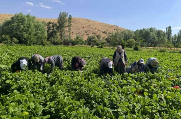 Fasulyede hasat maratonu başladı 