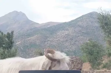 Fenomen çobanın keçiyle mücadelesi gülümsetti
