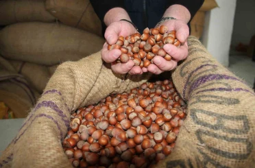 Fındık fiyatları durağan seyrini sürdürüyor 