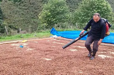 Fındık üreticisi, yağmur nedeniyle kurutamadığı ürününü üfleme körüğüyle kurutuyor
