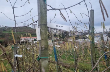 Fındıkta kozalak akarı verim kaybına yol açıyor 
