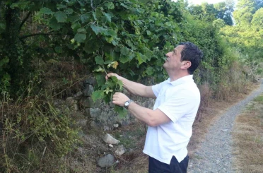 Fındıkta rekolte umudu yüksek, kokarca riski ise sürüyor 