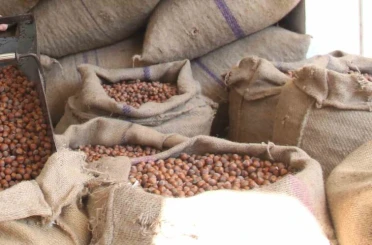 Fındıkta üreticinin 400 lira hedefi başka bahara kaldı 