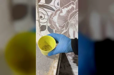 Fırın denetiminde mide bulandıran görüntüler, zabıta böcek çeşitlerini saymakla bitiremedi 