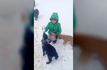 Fırtınada kaybolan kuzu 3 gün sonra sağ bulundu 