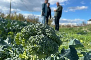 Fiyatı tarlada 10 liraya inen brokoli pazarda 70 liraya satılıyor 