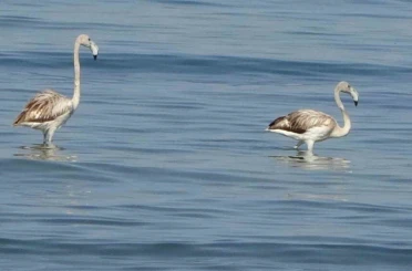 Flamingoların yeni durağı İskele sahili oldu 