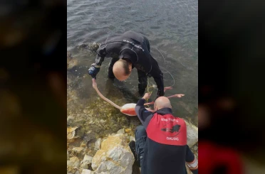 Flamingoya hayat veren kurtarma operasyonu 