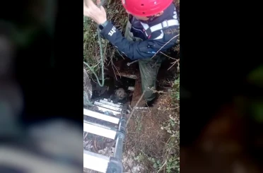 Foseptik çukuruna düşen köpeği itfaiye kurtardı 