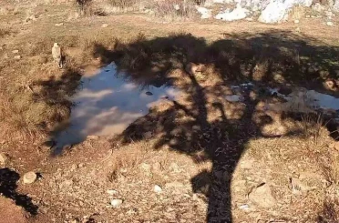 Fotokapanla yaban domuzunun çamur banyosu ve kurdun av peşindeki anı kaydedildi 