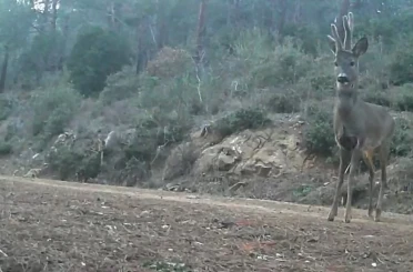 Ganos Dağları’nda karacalar fotokapana yakalandı 