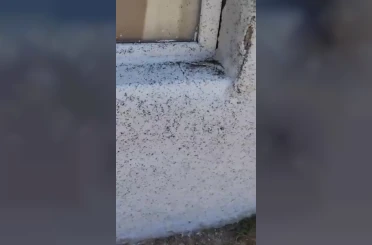 Gaziantep’in Oğuzeli ilçesinde sinek istilası 