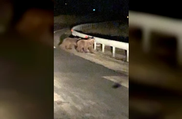 Gece sürprizi: İki ayı yavrusu kamerada 