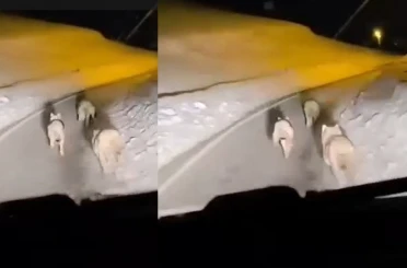 Geçitli köyüne inen kurt sürüsü görüntülendi 