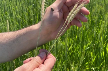 Gediz’de hububat alanlarında tarla kontrolleri yapıldı 