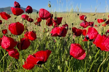 Gelincikler tarlaları kırmızıya boyadı 