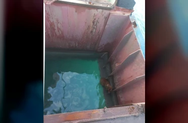 Gemiden denize düşen köpeği itfaiye kurtardı 